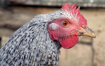Украина попала в топ мировых экспортеров курятины