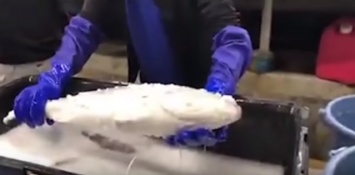 Фейк или на самом деле? По Интернету гуляет видео «возвращения к жизни» замороженного тунца