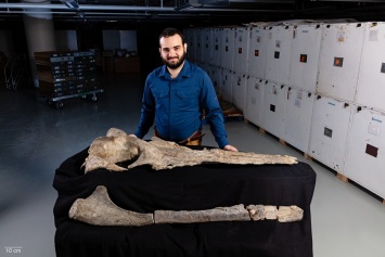 Раскрыт необычный факт о доисторических китах