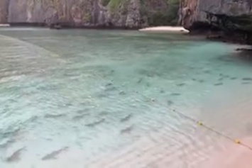 В Таиланде в водах у знаменитого пляжа плавают сотни рифовых акул (видео)