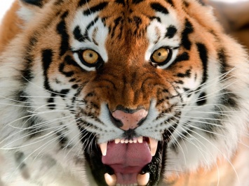 В мире животных: мужчина в маске тигра пытался ограбить магазин (ВИДЕО)