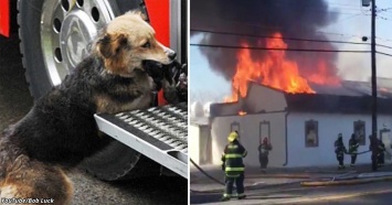 Когда начался пожар, она по одному вынесла из дома всех щенков