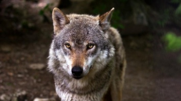 20 укусов: под Тернополем волк набросился на людей