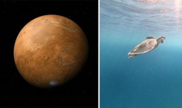 Ученые NASA на Марсе обнаружили новую окаменелость в виде черепахи