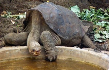 «Тайна Одинокого Джорджа»: Ученые раскрыли секреты долголетия гигантских черепах