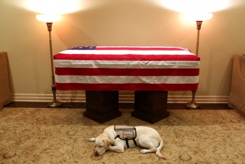 Служебная собака Джорджа Буша-старшего провожает хозяина в последний путь
