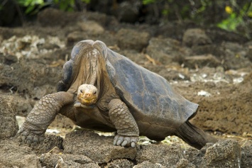 Геном гигантских черепах раскрыл секрет их долголетия
