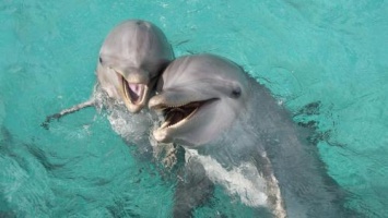 Дельфины любят смотреть «Спанч Боба» - Ученые