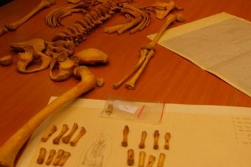 Странное место с останками ребенка нашли в Польше