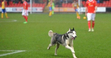 Собака спасла ворота от курьезного гола в матче чемпионата Аргентины