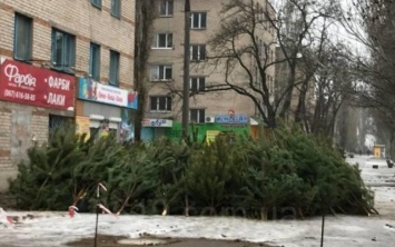 Сезон открыт: В Запорожской области начали продавать елки
