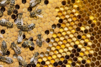 Ученые продемонстрировали репродуктивный паразитизм «пчел-повстанцев»